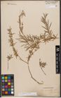 Foto von Salix wilhelmsiana M. Bieb.